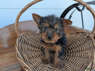 Yorkshire Terrier dogs Ronald - Ad 28