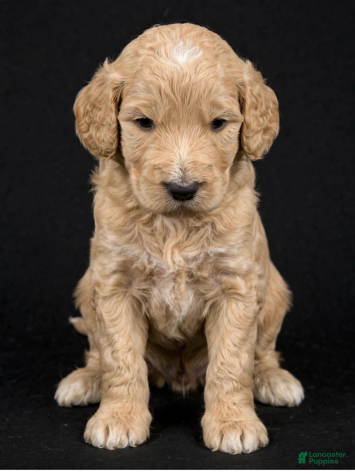 Goldendoodle dogs Pink - Ad 1
