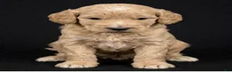 Goldendoodle dogs for sale: Pink - Ad 1