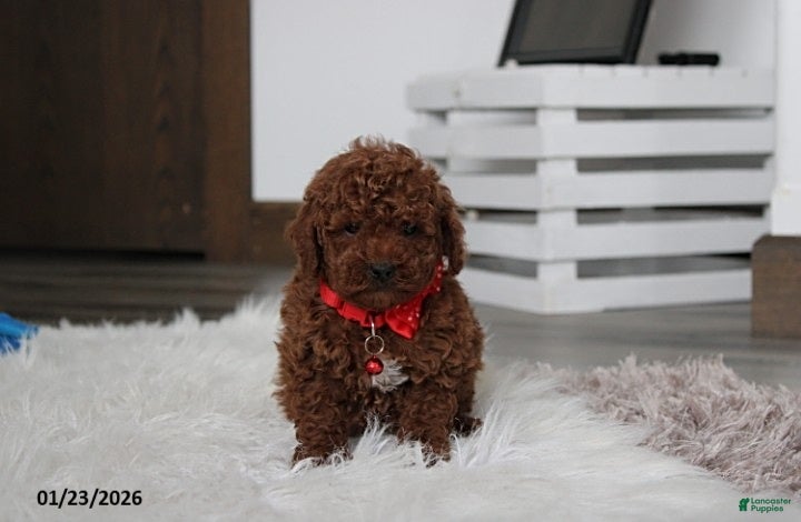 Toy Poodle dogs Abaro - Ad 41