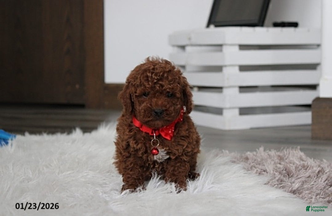 Toy Poodle dogs for sale: Abaro - Ad 1