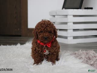 Toy Poodle dogs Abaro - Ad 41