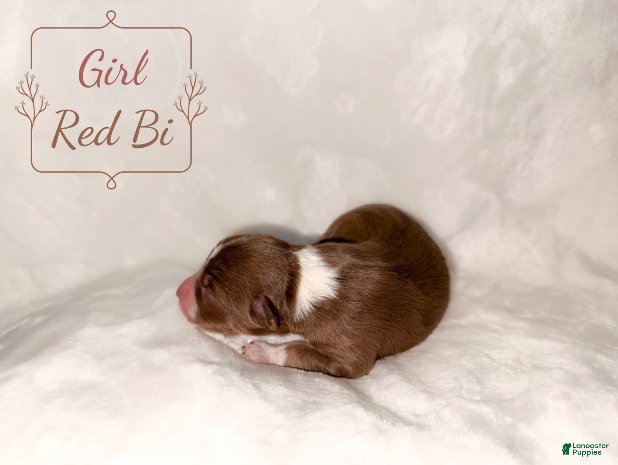 Australian Shepherd dogs Sweetness  - Ad 2