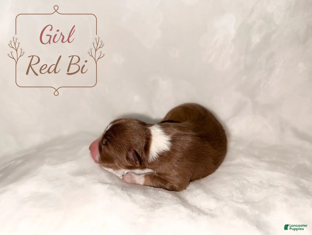 Australian Shepherd dogs for sale: Sweetness  - Ad 2