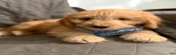 Mini Aussiedoodle dogs for sale: Mini Aussiedoodle 2 brownie  - Ad 4