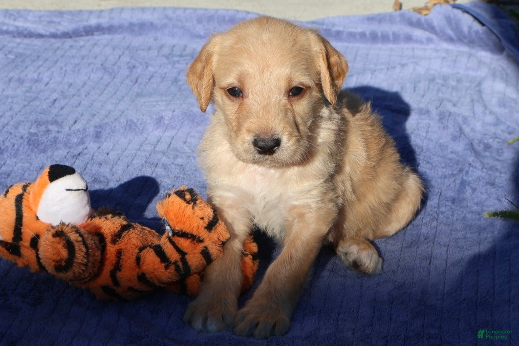 Labradoodle dogs Tiny Tim - Ad 1