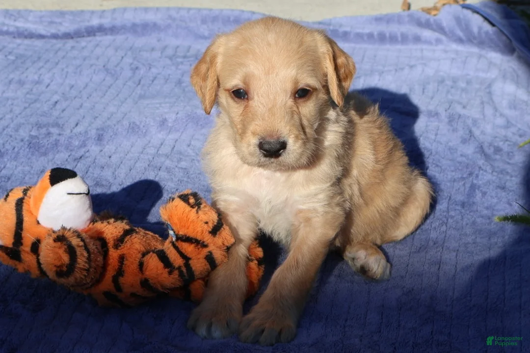 Labradoodle dogs for sale: Tiny Tim - Ad 1