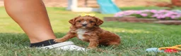 Cavapoo dogs for sale: Fiona - Ad 4