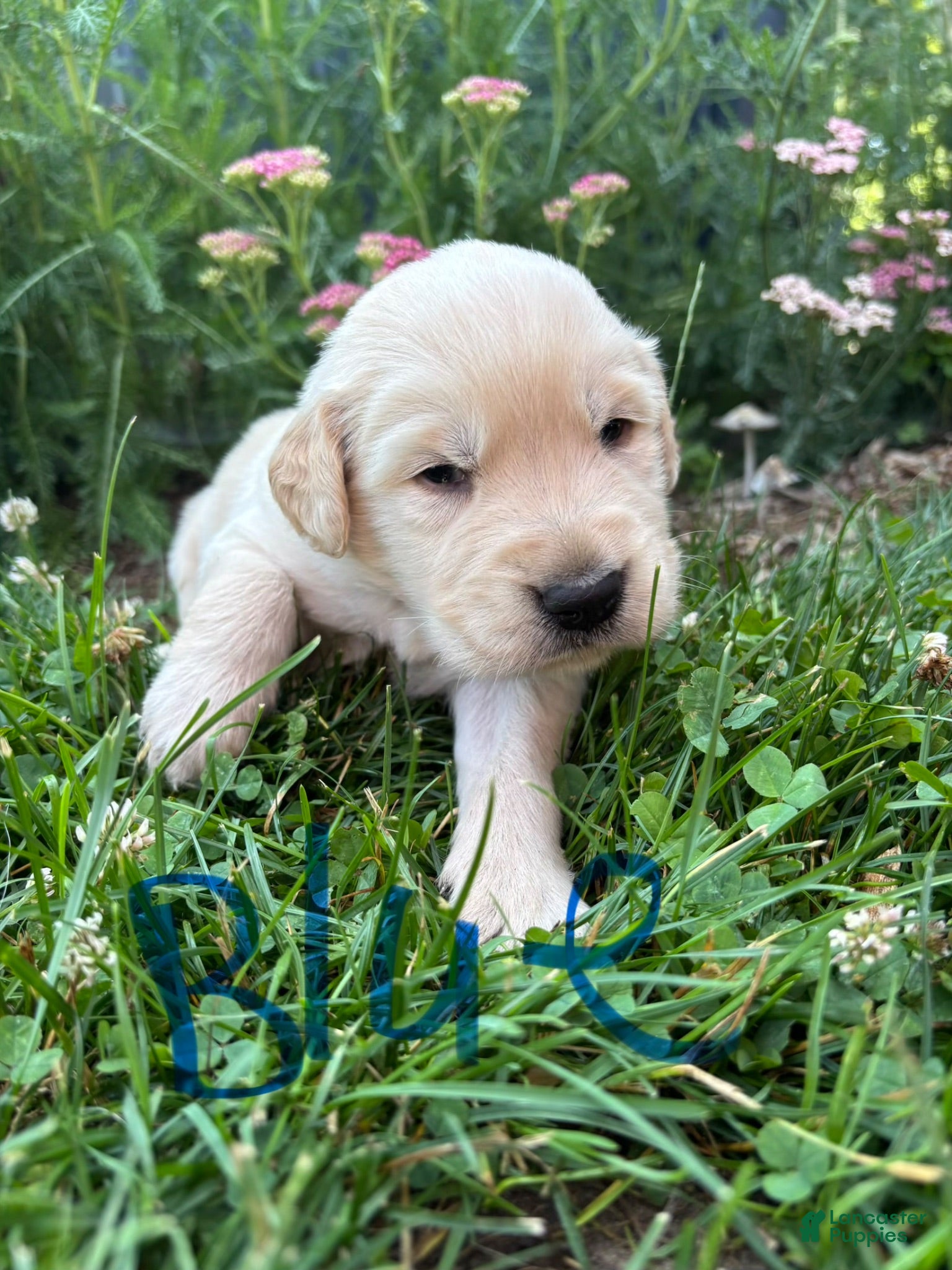 Golden Retriever dogs Golden Retriever 1 - Ad 1