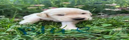 Golden Retriever dogs for sale: Golden Retriever 1 - Ad 1