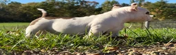 American Bully dogs for sale: American Bully 5 - Ad 5