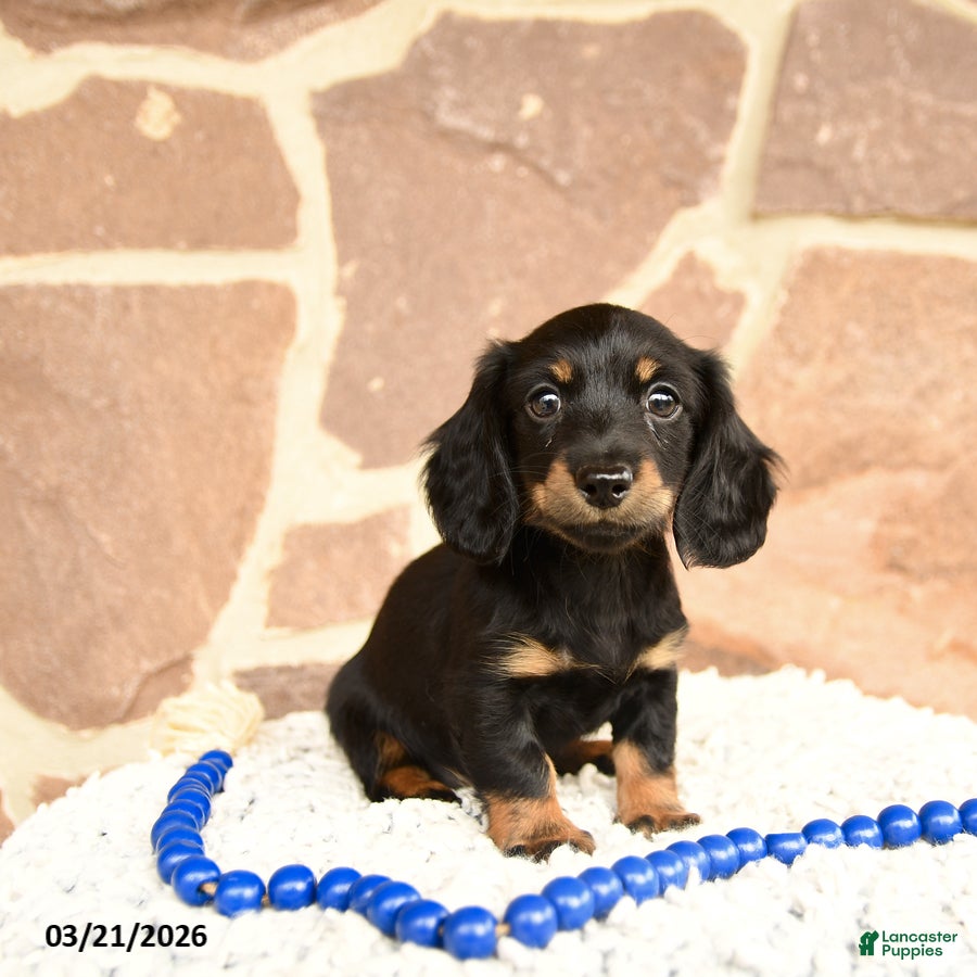 Miniature Dachshund dogs Dixie - Ad 1
