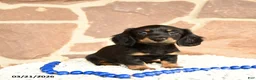 Miniature Dachshund dogs for sale: Dixie - Ad 1