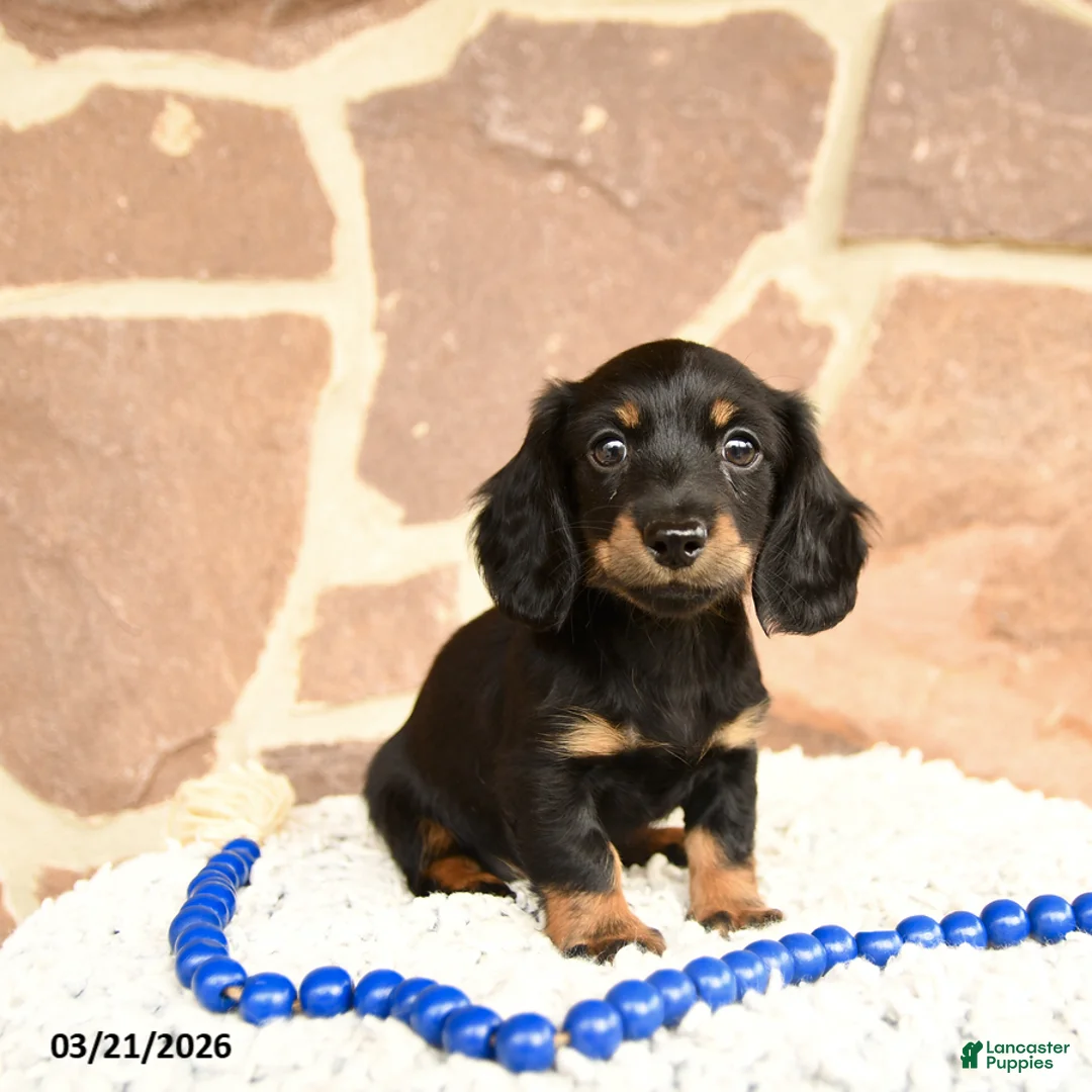 Miniature Dachshund dogs for sale: Dixie - Ad 1
