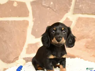 Miniature Dachshund dogs for sale: Dixie - Ad 1