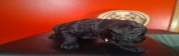 Giant Schnauzer dogs for sale: Ruby - Ad 3