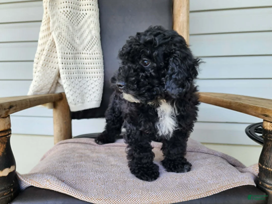 Mini Bernedoodle dogs for sale: Brock - Ad 2