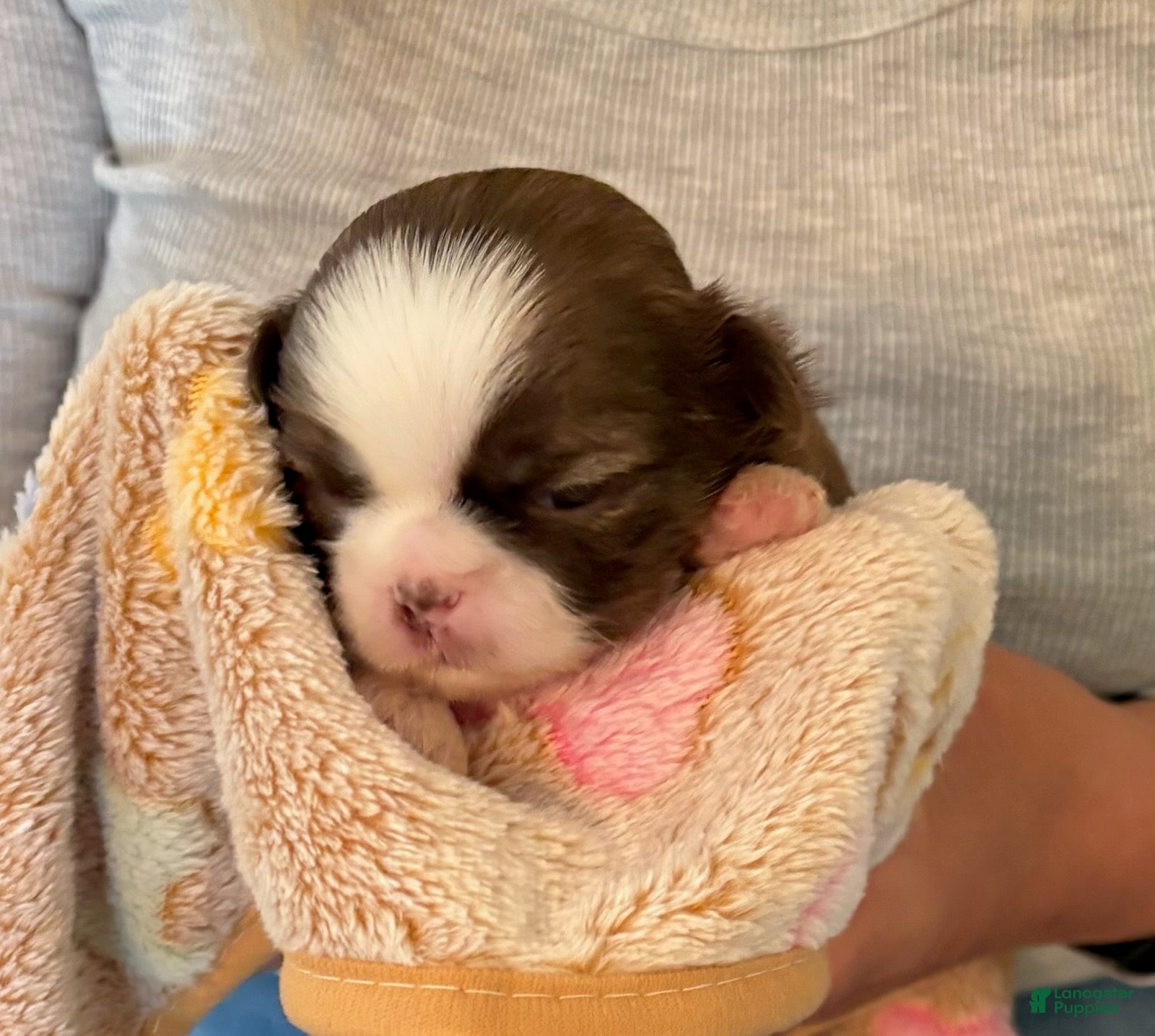 Shih Tzu dogs for sale: Xavier - Ad 2