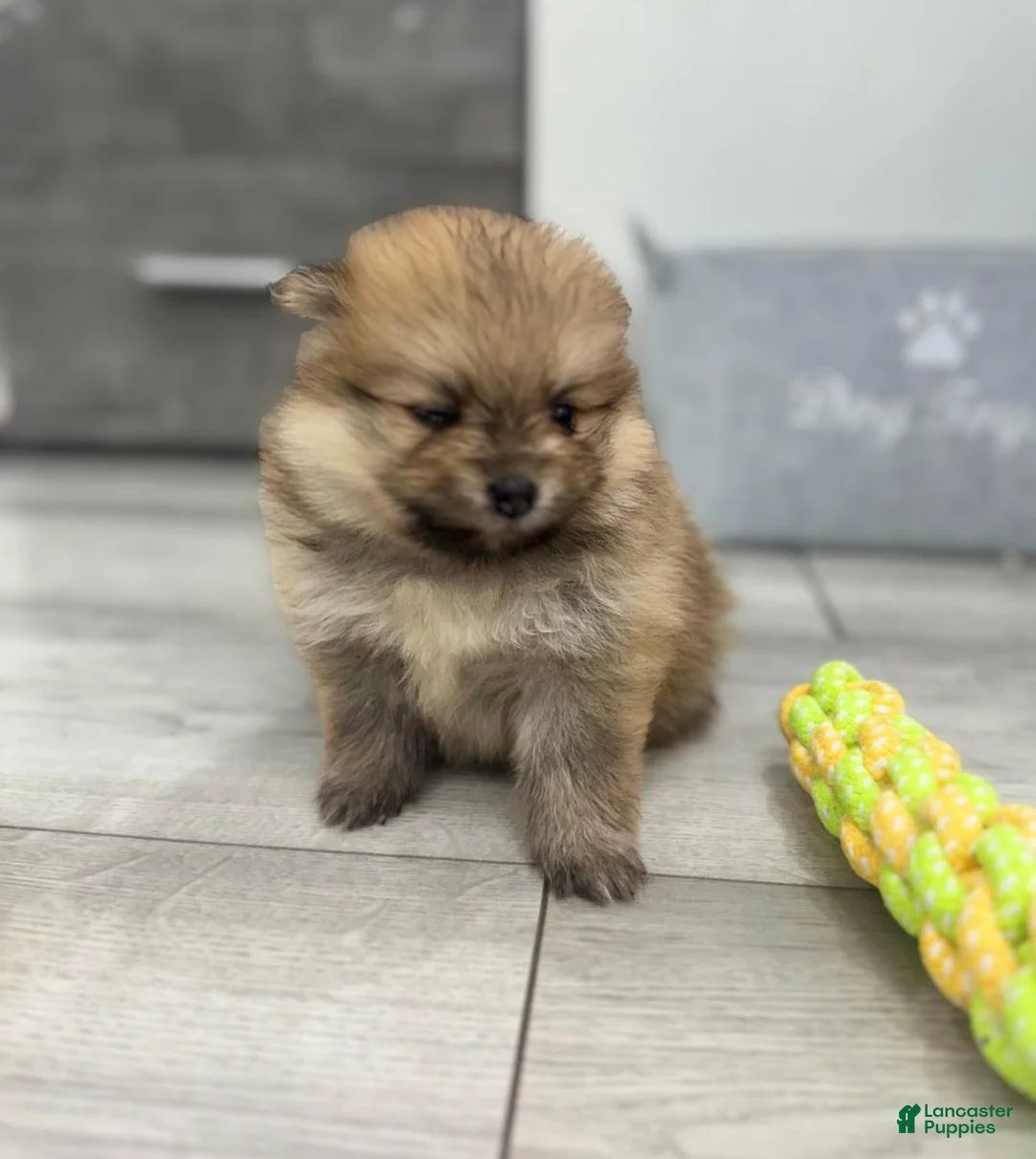 Pomeranian dogs for sale: Elsy - Ad 21