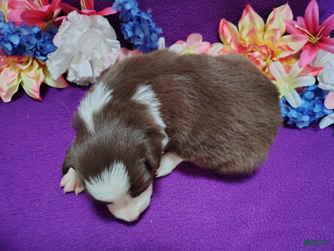 Border Collie dogs for sale: Chichi - Ad 2