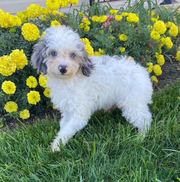 Cavapoo dogs Asher-small - Ad 2