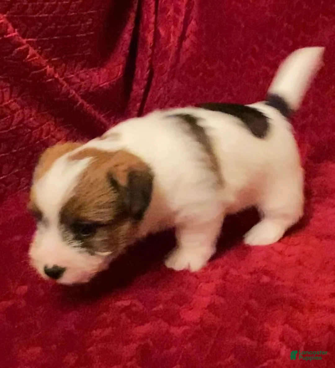 Jack Russell Terrier dogs for sale: Jack Russell Terrier Puppy 2 - Ad 6