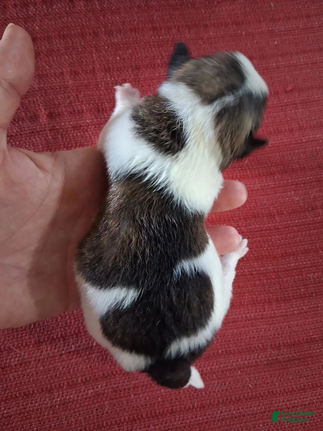 Chihuahua dogs for sale: Manuela - Ad 2