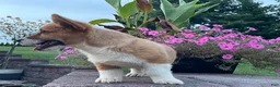 Welsh Corgi Pembroke dogs for sale: Welsh Corgi Pembroke 3 - Ad 3