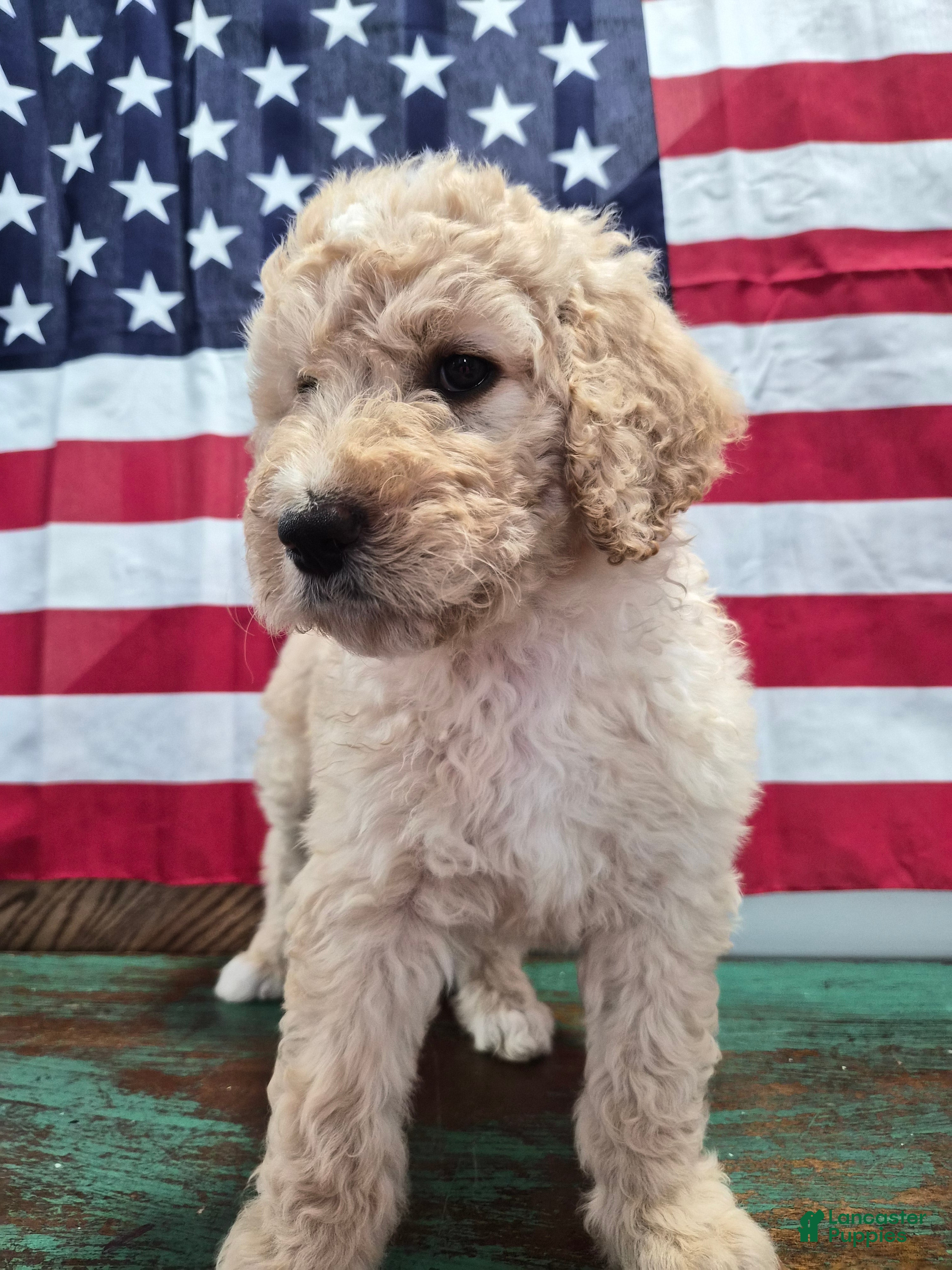 Goldendoodle dogs Banana - Ad 2