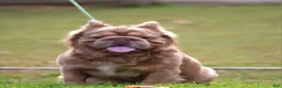 French Bulldog dogs for stud: Mufusa - Ad 5