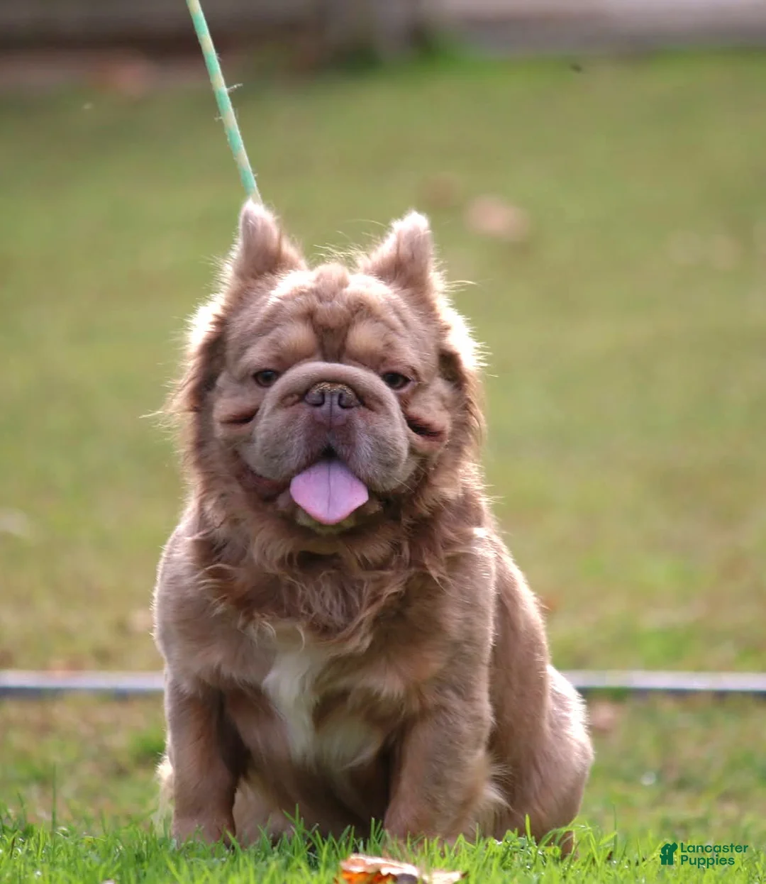 French Bulldog dogs for stud: Mufusa - Ad 5