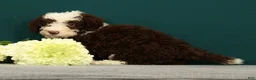 Mini Bernedoodle dogs for sale: Penelope - Ad 5