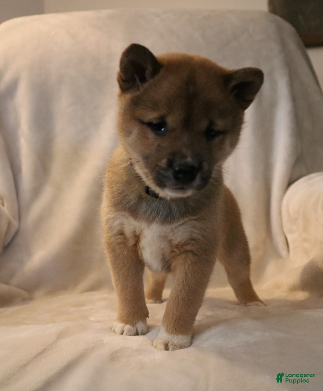Shiba Inu dogs for sale: Sarge - Ad 12