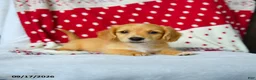 Miniature Dachshund dogs for sale: Spice - Ad 1