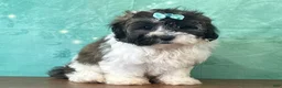 Mixed Breed dogs for sale: Alaska - Ad 2