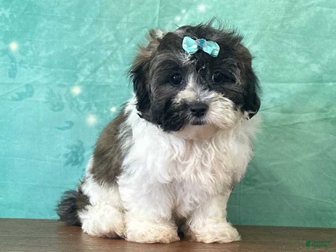 Mixed Breed dogs for sale: Alaska - Ad 2
