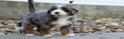 Mini Bernedoodle dogs for sale: 🐾 Paisley 🐾 - Ad 1