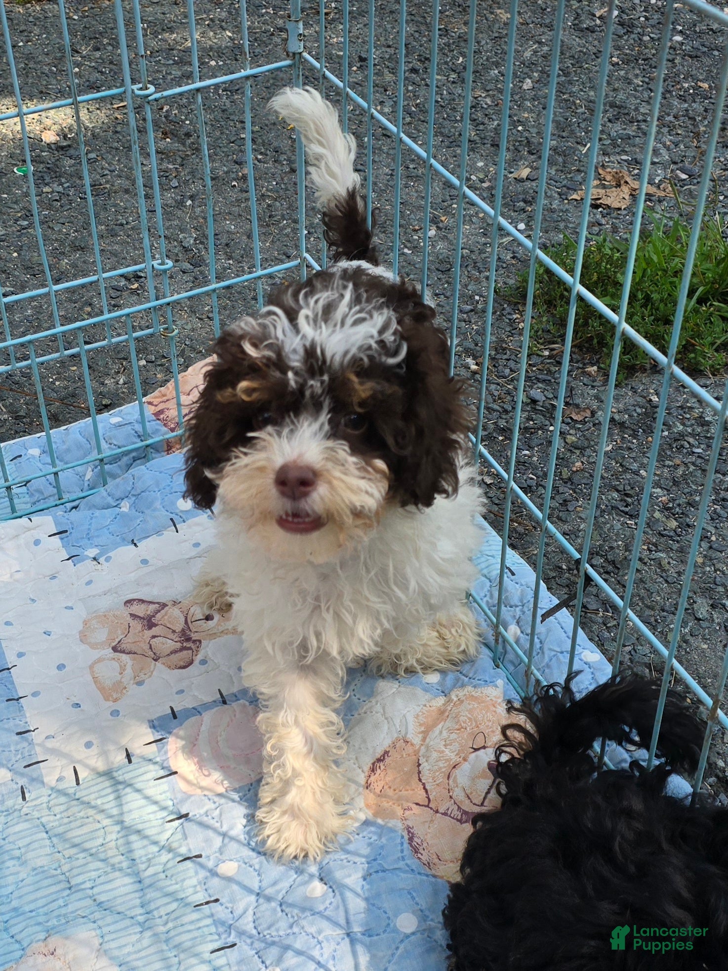 Yorkiepoo dogs Klarity  - Ad 26