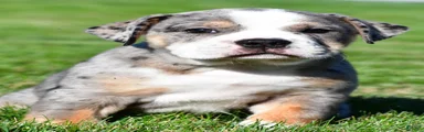 Bo