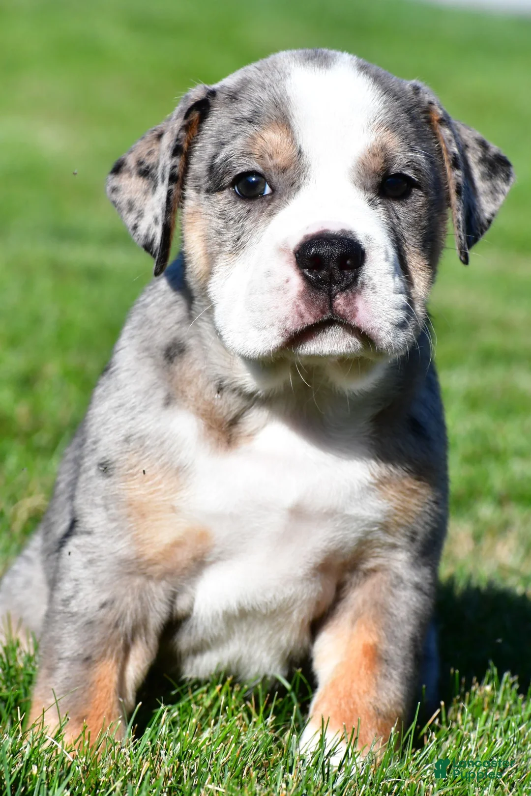 Beabull dogs for sale: Bo - Ad 1