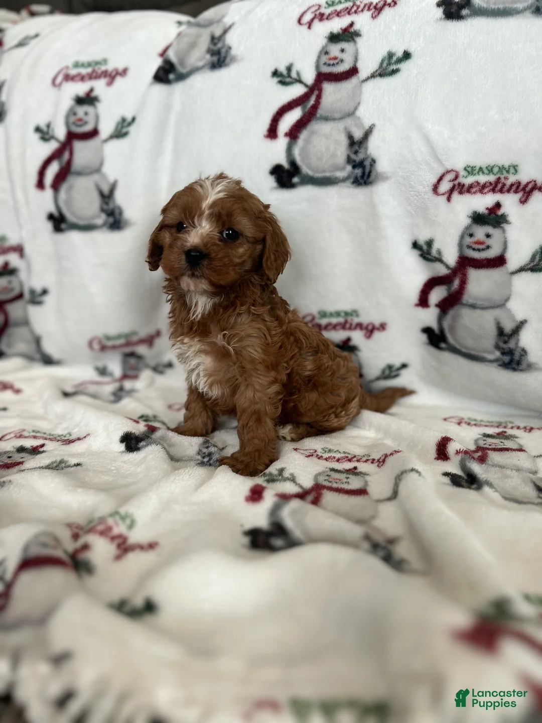 Cavapoo dogs for sale: Cavapoo Puppy 1 - Ad 2