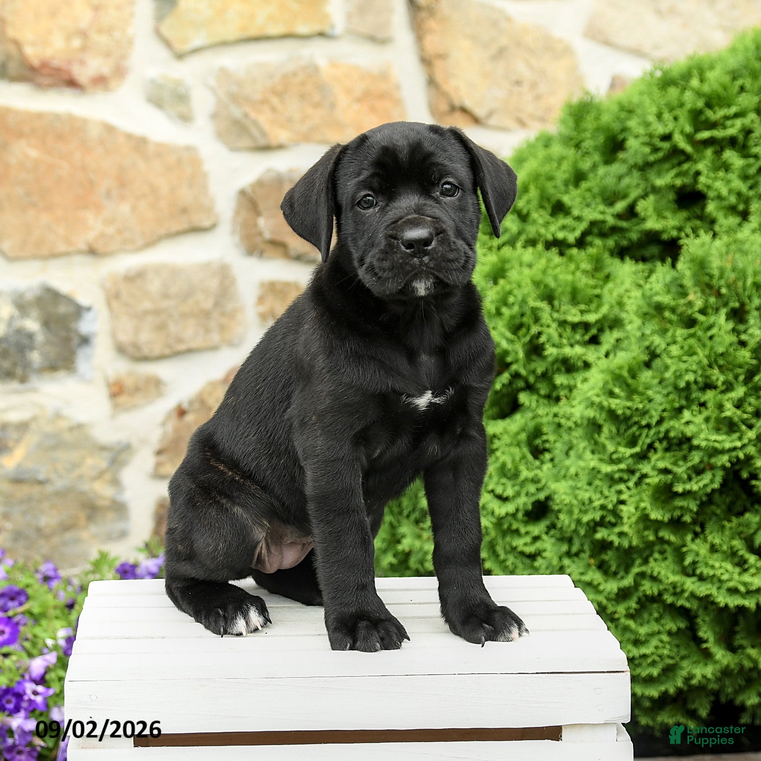 Cane Corso dogs Camilla - Ad 2