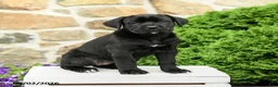 Cane Corso dogs for sale: Camilla - Ad 2