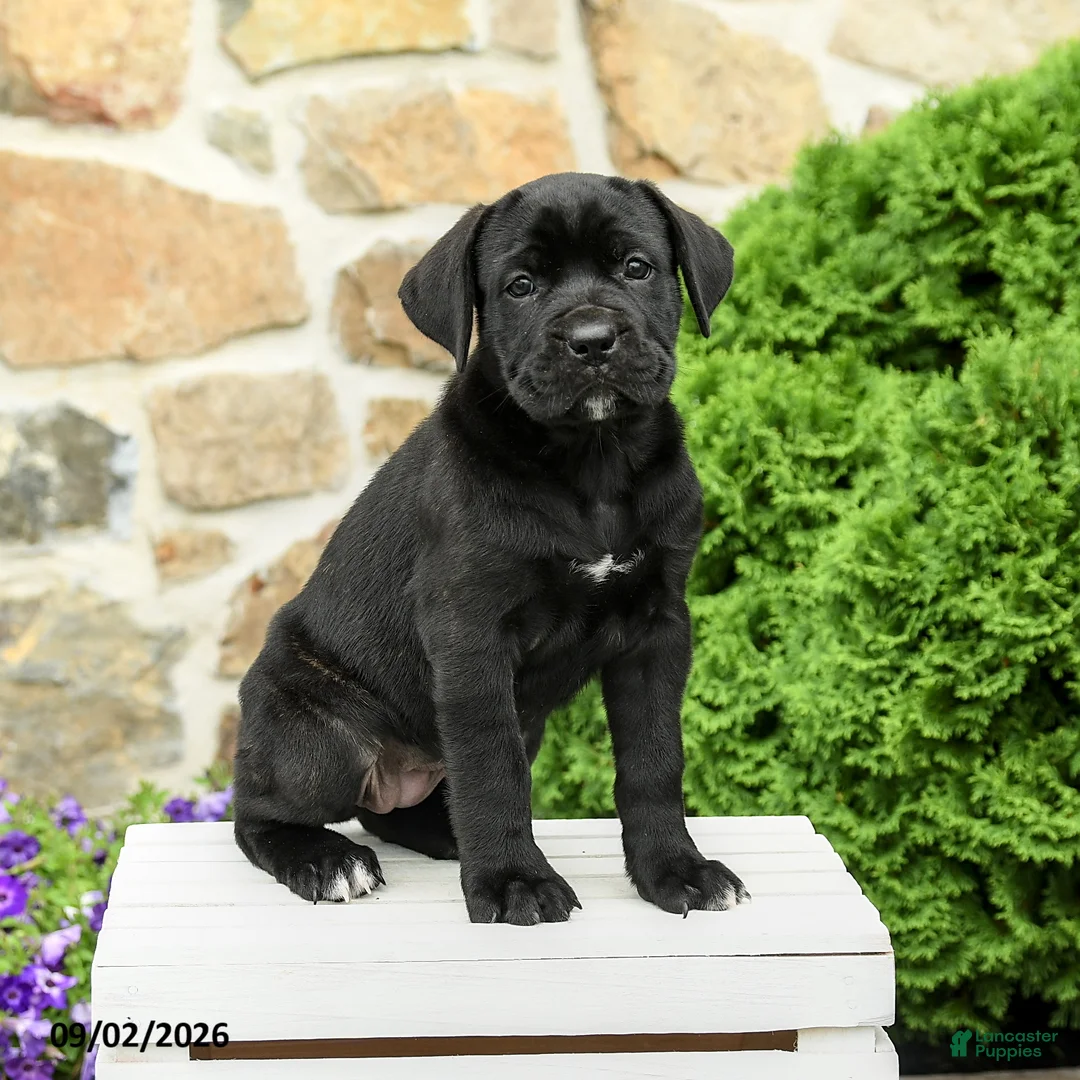 Cane Corso dogs for sale: Camilla - Ad 2