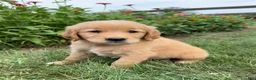 Golden Retriever dogs for sale: Bentley - Ad 6
