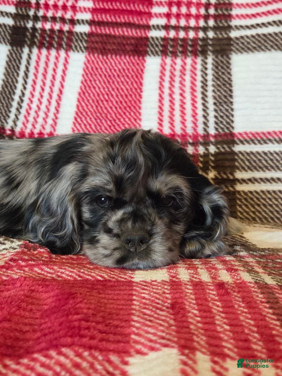 Mixed Breed dogs Mocha  - Ad 1