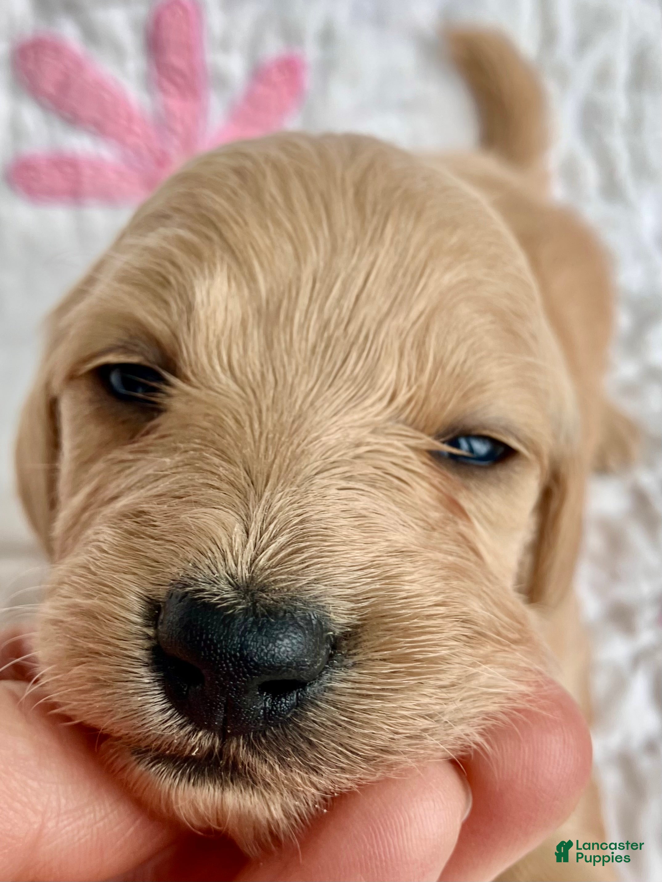 Miniature Dachshund dogs Mr. Spaghetti Noodle of Fettuccine Villa - Ad 29