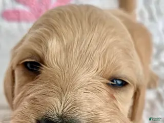 Miniature Dachshund dogs Mr. Spaghetti Noodle of Fettuccine Villa - Ad 20