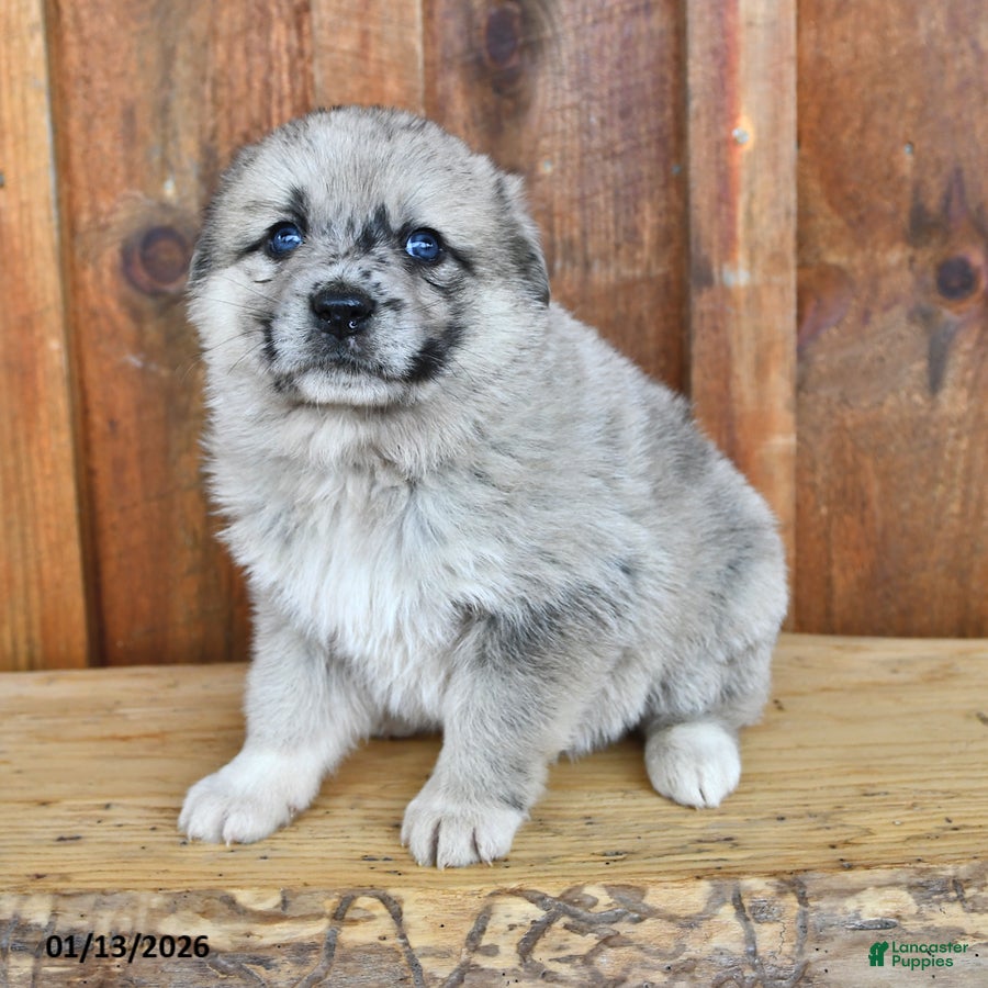 Mixed Breed dogs Penny - Ad 2