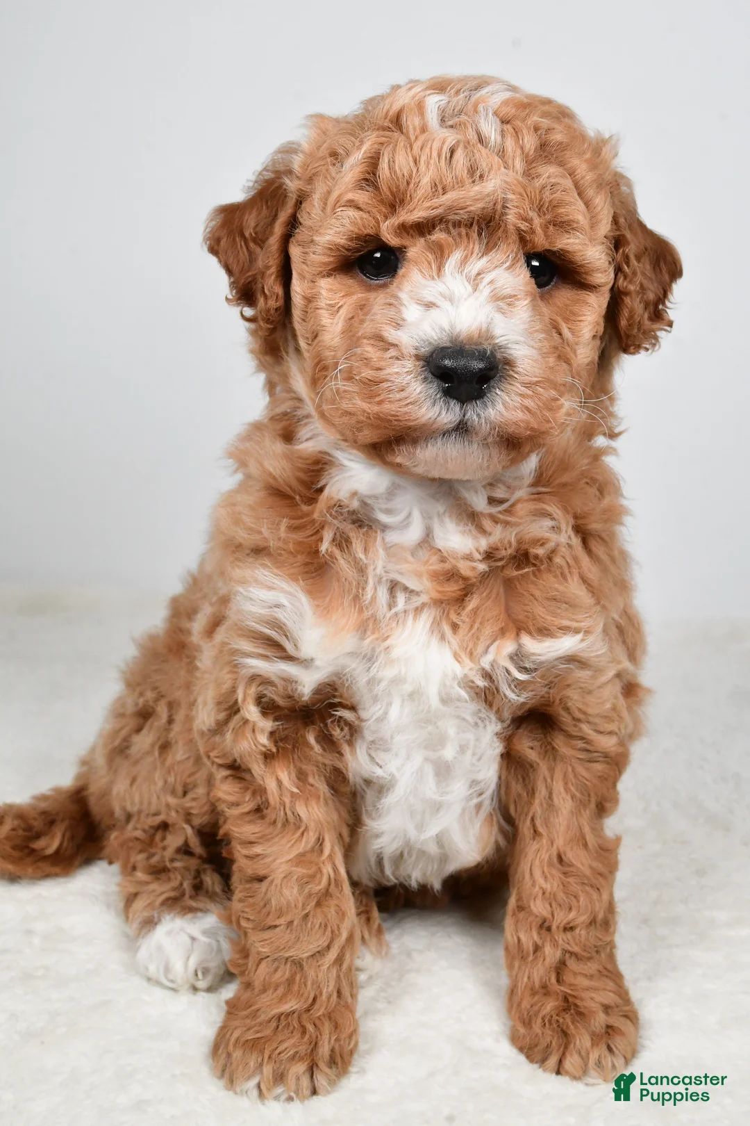 Mini Goldendoodle dogs for sale: Rylan - Ad 1